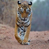 La tigre di Bengala è una popolazione del Tigri il Tigri della panthera nel subcontinente indiano fotografia stock libera da diritti La tigre di Bengala è una popolazione del Tigri il Tigri della panthera nel subcontinente indiano fotografia stock libera da diritti