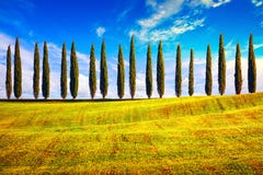 La Toscana, paesaggio della campagna di fila degli alberi di Cypress, Italia, Europa fotografie stock La Toscana, paesaggio della campagna di fila degli alberi di Cypress, Italia, Europa fotografie stock
