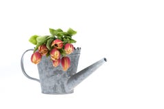 La tulipe colorée fleurit dans un vieil ove de boîte d'arrosage en métal photo stock La tulipe colorée fleurit dans un vieil ove de boîte d'arrosage en métal photo stock