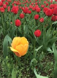 La tulipe jaune lumineuse se tient images libres de droits La tulipe jaune lumineuse se tient images libres de droits