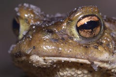 La tête de la grenouille photographie stock libre de droits La tête de la grenouille photographie stock libre de droits