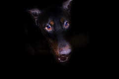 La tête du chien dépasse de l'obscurité image libre de droits La tête du chien dépasse de l'obscurité image libre de droits