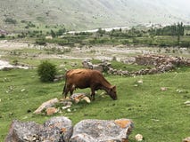 La vaca marrón joven pasta en un prado de la montaña al lado de las ruinas de piedra de una fortaleza vieja foto de archivo libre de regalías La vaca marrón joven pasta en un prado de la montaña al lado de las ruinas de piedra de una fortaleza vieja foto de archivo libre de regalías