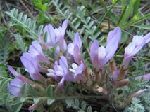 La vallée lilas sensible de snoedrops se développe dans la forêt photo libre de droits La vallée lilas sensible de snoedrops se développe dans la forêt photo libre de droits