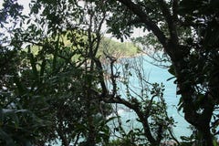 La vegetazione nella spiaggia fotografia stock libera da diritti La vegetazione nella spiaggia fotografia stock libera da diritti