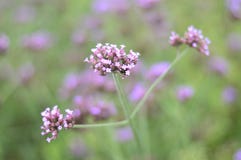 La verbena Bonariensis es una flor p?rpura imágenes de archivo libres de regalías La verbena Bonariensis es una flor p?rpura imágenes de archivo libres de regalías
