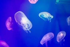 La vie d'aquarium, méduse rose et poissons, photographie animale, sous l'eau photo libre de droits La vie d'aquarium, méduse rose et poissons, photographie animale, sous l'eau photo libre de droits