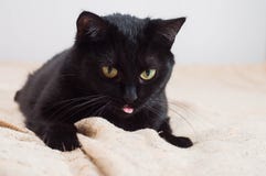 La vie des chats et des personnes image libre de droits La vie des chats et des personnes image libre de droits