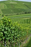 La vigne accidentée #6, baden images stock La vigne accidentée #6, baden images stock