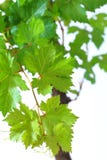 La vigne laisse avec des baisses de l'eau d'isolement sur le fond vert photographie stock libre de droits La vigne laisse avec des baisses de l'eau d'isolement sur le fond vert photographie stock libre de droits