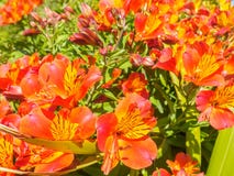 La vista del primo piano di bello giglio peruviano arancio luminoso o di Alstroemeria fiorisce nel giardino un giorno soleggiato Fotografia Stock Libera da Diritti La vista del primo piano di bello giglio peruviano arancio luminoso o di Alstroemeria fiorisce nel giardino un giorno soleggiato Fotografia Stock Libera da Diritti
