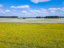 La vue aérienne du champ multicolore des fleurs jaunes, a mûri à images stock La vue aérienne du champ multicolore des fleurs jaunes, a mûri à images stock