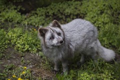 La vue courbe du jeune renard arctique mignon en ?t? morph la recherche images libres de droits La vue courbe du jeune renard arctique mignon en ?t? morph la recherche images libres de droits