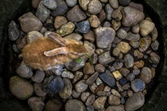 La vue supérieure des lièvres mignons de lapin contre le gravier de roches de caillou conçoivent photo stock La vue supérieure des lièvres mignons de lapin contre le gravier de roches de caillou conçoivent photo stock