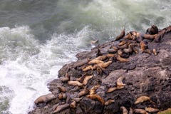 La vue ? un groupe d'otaries se reposant sur des roches pr?s des otaries foudroient, l'Or?gon photographie stock La vue ? un groupe d'otaries se reposant sur des roches pr?s des otaries foudroient, l'Or?gon photographie stock