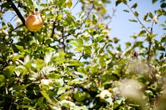 Laatste appel op een appelboom royalty-vrije stock afbeeldingen Laatste appel op een appelboom royalty-vrije stock afbeeldingen