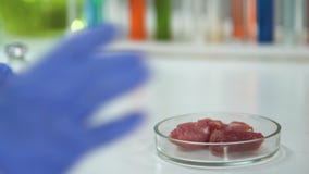 Lab badacz bierze mięsną próbkę z powiększać i analizuje - szkło, eksport zbiory wideo Lab badacz bierze mięsną próbkę z powiększać i analizuje - szkło, eksport zbiory wideo