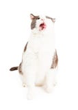 Labbra di Cat Mouth Open Wide Licking immagine stock libera da diritti Labbra di Cat Mouth Open Wide Licking immagine stock libera da diritti