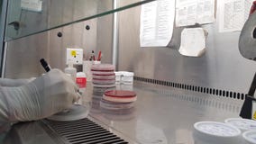 Labelling of culture plate by marker with gloved hand in a fume hood in a microbiology lab