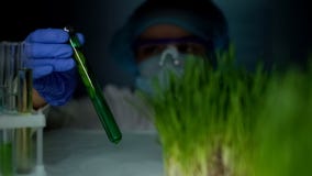 Laborant, der Anlage im Reagenzglas und in der gr?nen Weizenprobe, Experiment vergleicht lizenzfreie stockfotografie Laborant, der Anlage im Reagenzglas und in der gr?nen Weizenprobe, Experiment vergleicht lizenzfreie stockfotografie