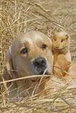 Labrador And Guinea-pig Stock Image Labrador And Guinea-pig Stock Image