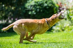 Labrador che prende una palla dal lato un giorno soleggiato immagine stock libera da diritti Labrador che prende una palla dal lato un giorno soleggiato immagine stock libera da diritti