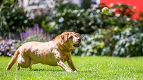 Labrador, das läuft, um einen Ballstock oder -festlichkeit an einem sonnigen Tag zu fangen stockfotos Labrador, das läuft, um einen Ballstock oder -festlichkeit an einem sonnigen Tag zu fangen stockfotos