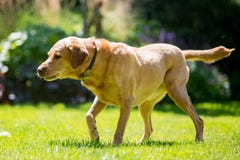Labrador die neer aan de kant in schaduw op een zonnige dag kijken stock foto's Labrador die neer aan de kant in schaduw op een zonnige dag kijken stock foto's
