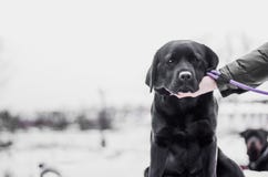 Labrador nero in neve fotografia stock libera da diritti Labrador nero in neve fotografia stock libera da diritti