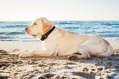 Labrador op het strand stock foto's Labrador op het strand stock foto's