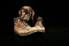 Labrador puppy on black background Royalty Free Stock Photo Labrador puppy on black background Royalty Free Stock Photo