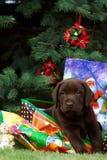 Labrador puppy - gift