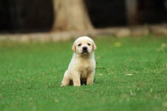 labrador puppy wallpapers