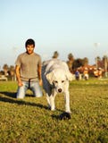 Labrador que corre após o brinquedo da mastigação no parque fotografia de stock Labrador que corre após o brinquedo da mastigação no parque fotografia de stock