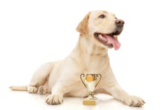 Labrador Retriever Royalty Free Stock Images