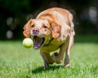 Labrador retriever, das ungefähr in Richtung zur Kamera läuft, um einen Ball zu fangen lizenzfreie stockfotos Labrador retriever, das ungefähr in Richtung zur Kamera läuft, um einen Ball zu fangen lizenzfreie stockfotos
