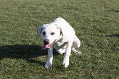 The Labrador Retriever royalty free stock images The Labrador Retriever royalty free stock images
