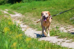 Labrador retriever at the leash outdoors stock photo Labrador retriever at the leash outdoors stock photo