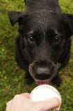 Labrador retriever negro que trae la bola fotografía de archivo Labrador retriever negro que trae la bola fotografía de archivo