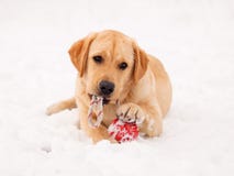 Labrador retriever puppy in the snow with red toy. Royalty Free Stock Image Labrador retriever puppy in the snow with red toy. Royalty Free Stock Image