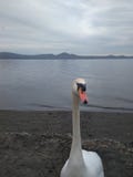 Lac et cygne d'hiver de l'Italie beaux photos stock Lac et cygne d'hiver de l'Italie beaux photos stock