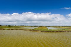 Lac salt à l'île française d'Oleron image stock Lac salt à l'île française d'Oleron image stock