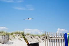 Lachendes Gul, das über Strand-Eingang kreuzt lizenzfreies stockfoto Lachendes Gul, das über Strand-Eingang kreuzt lizenzfreies stockfoto