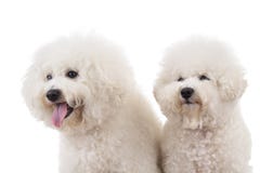 Lado de dois cães bonitos do frise do bichon Imagem de Stock Lado de dois cães bonitos do frise do bichon Imagem de Stock