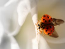 Lady Bird on a white flower Royalty Free Stock Photos Lady Bird on a white flower Royalty Free Stock Photos