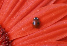 Lady Bug Royalty Free Stock Images
