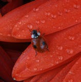 Lady Bug Stock Photos