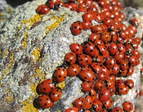 Lady-bugs colony