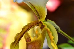 Lady& x27; orquídea de deslizador de s imagens de stock Lady& x27; orquídea de deslizador de s imagens de stock