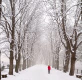 Lady Walking In A Snow Covered Boulevard Royalty Free Stock Photo